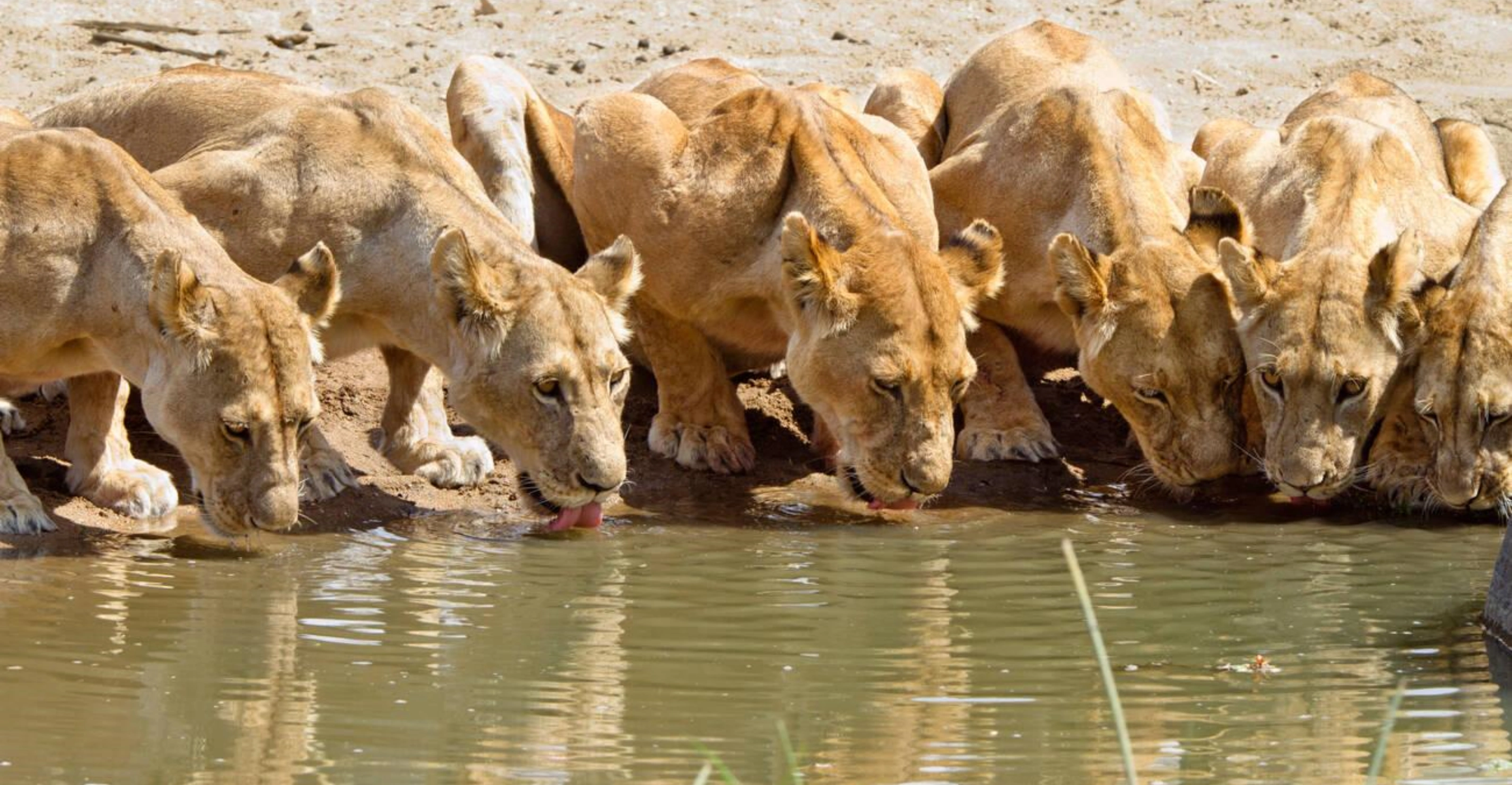 4 Days Ruaha National Park Fly-In Safari From Zanzibar