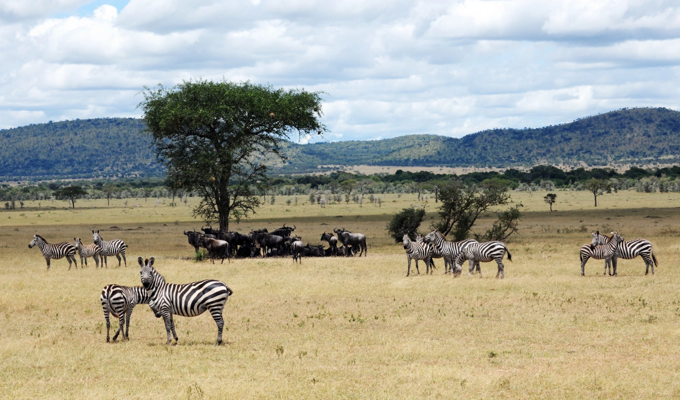 4 Days Samburu & Ol Pejeta Safari 