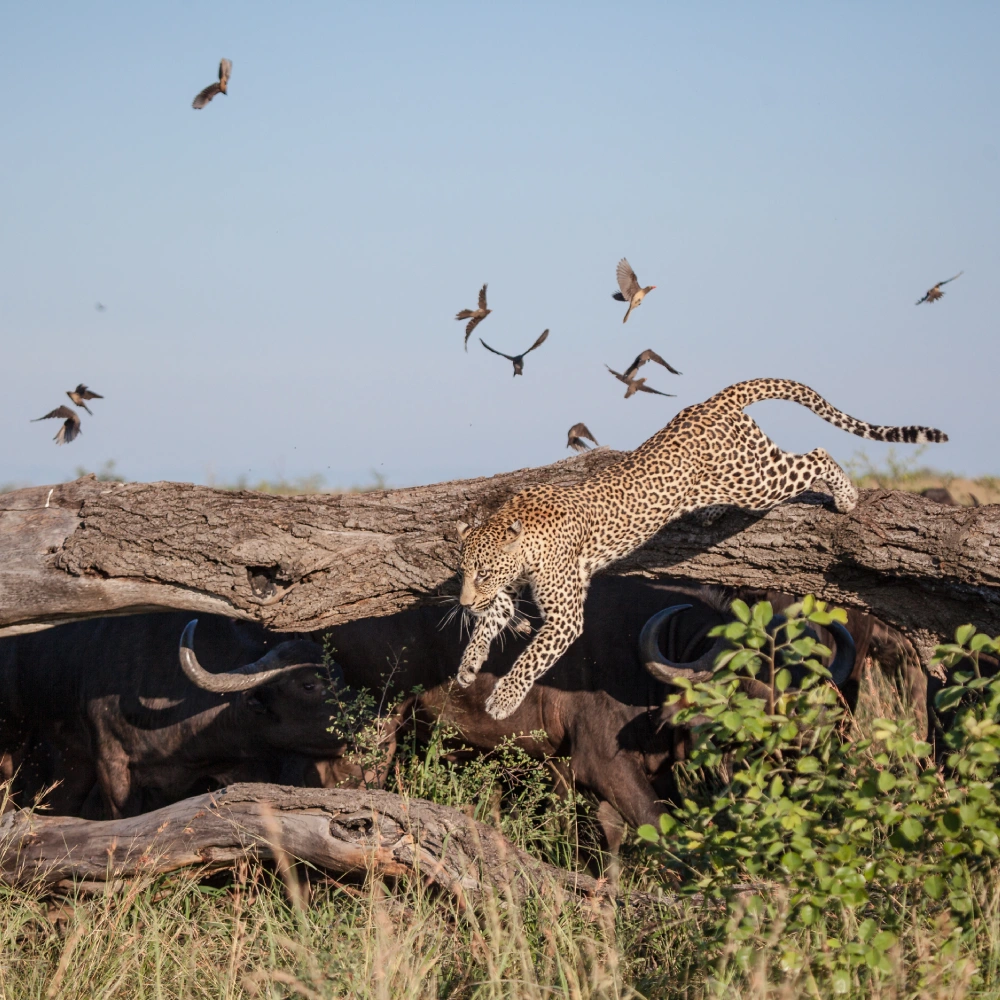 4 Days Samburu & Ol Pejeta Safari  Attractions