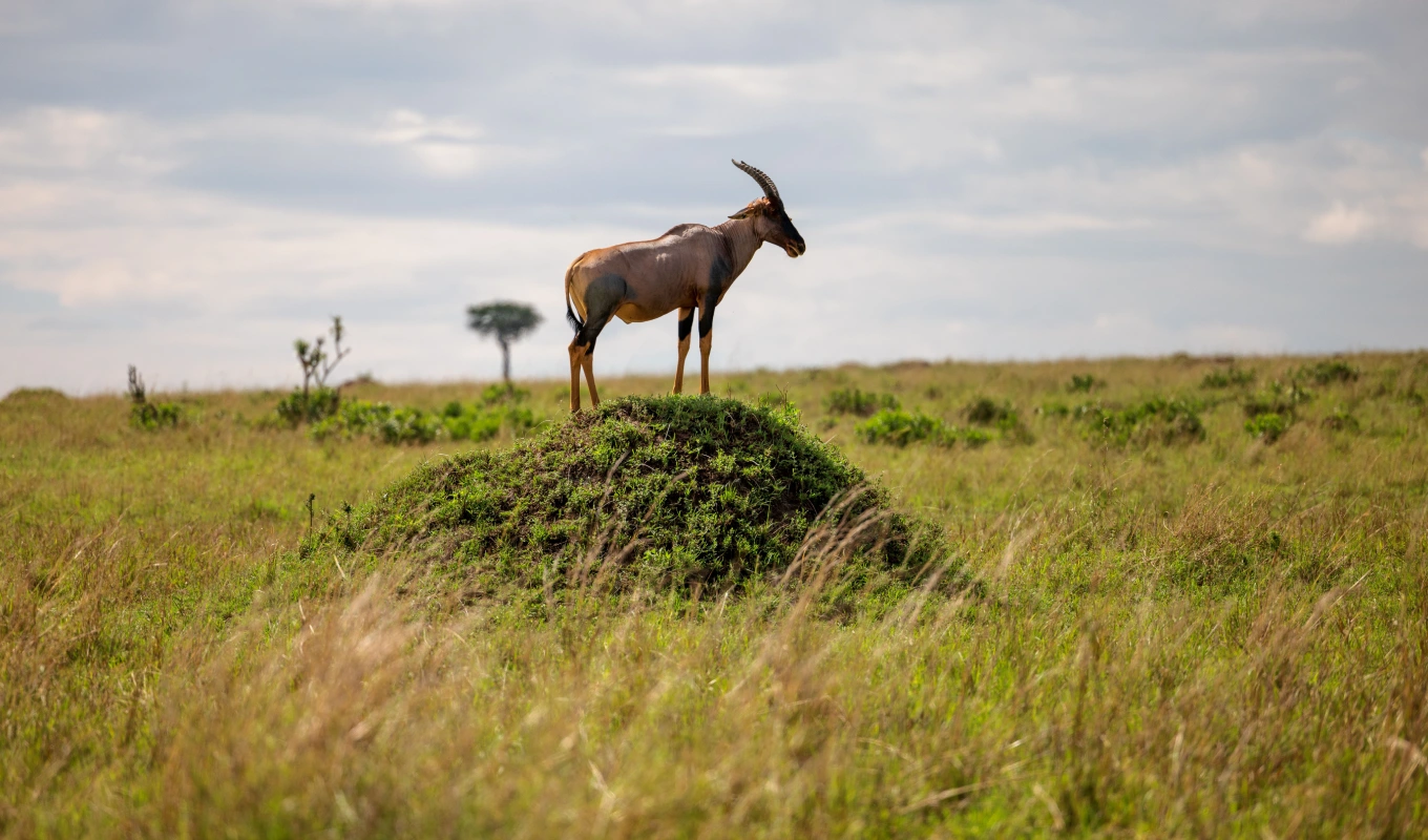  Ol Pejeta Conservancy