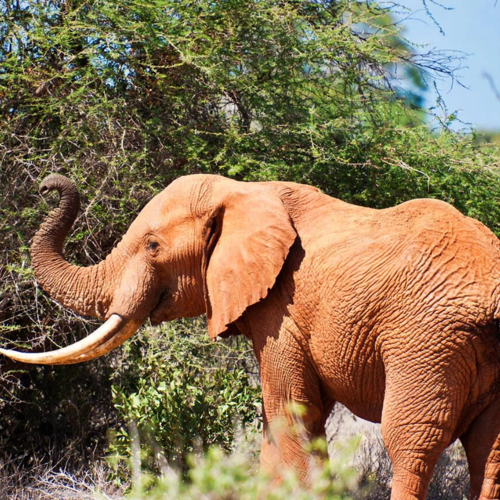 4 Days Tsavo And Amboseli Safari Attractions