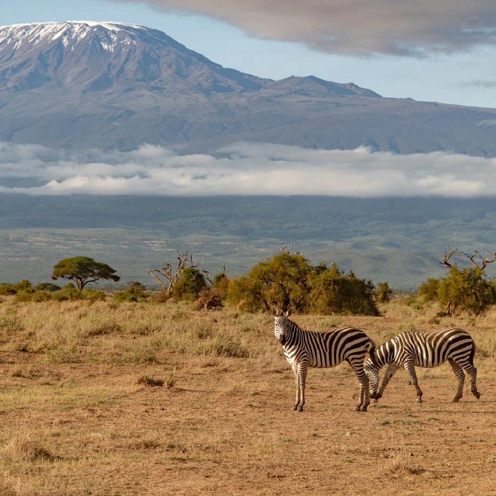4 Days Tsavo And Amboseli Safari Attractions