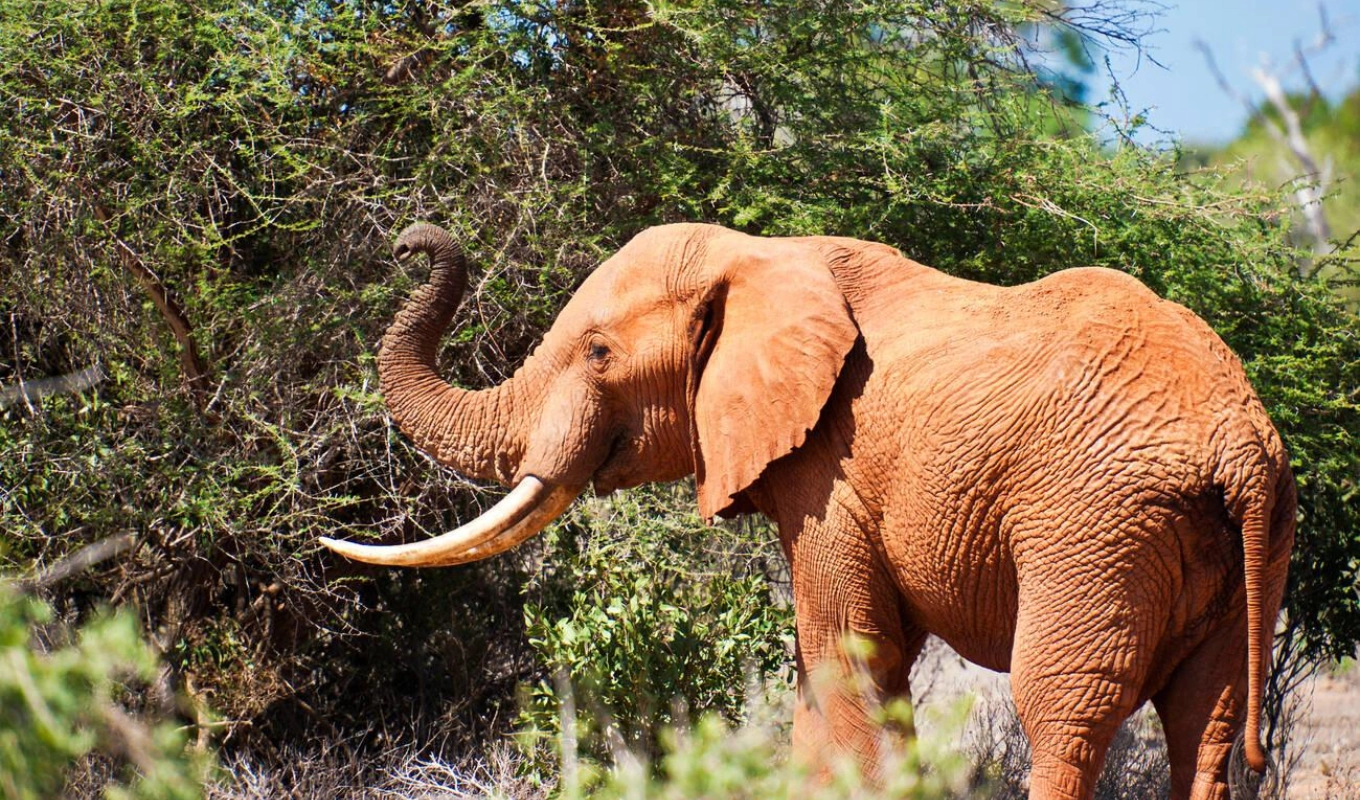 4 Days Tsavo And Amboseli Safari Wildlife