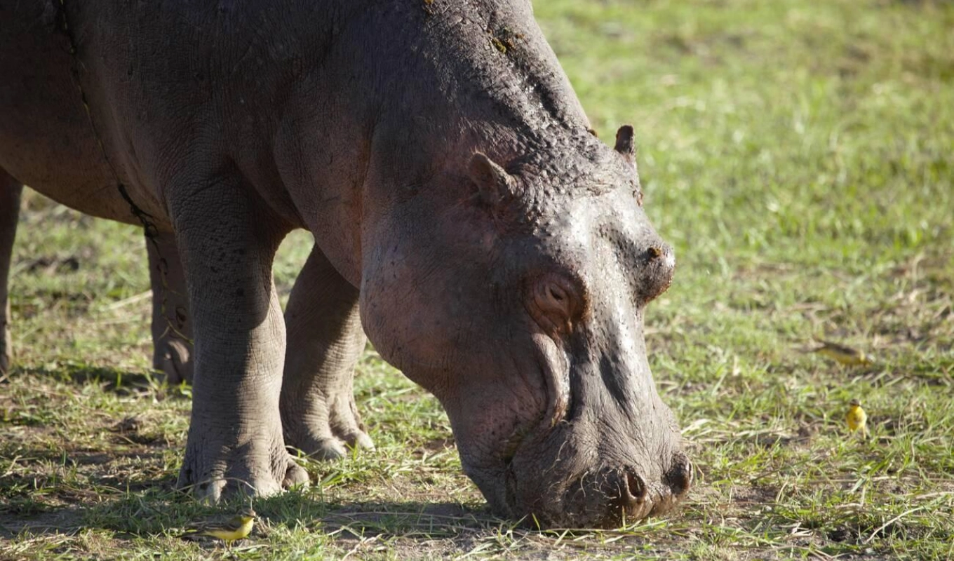 4 Days Tsavo And Amboseli Safari Wildlife