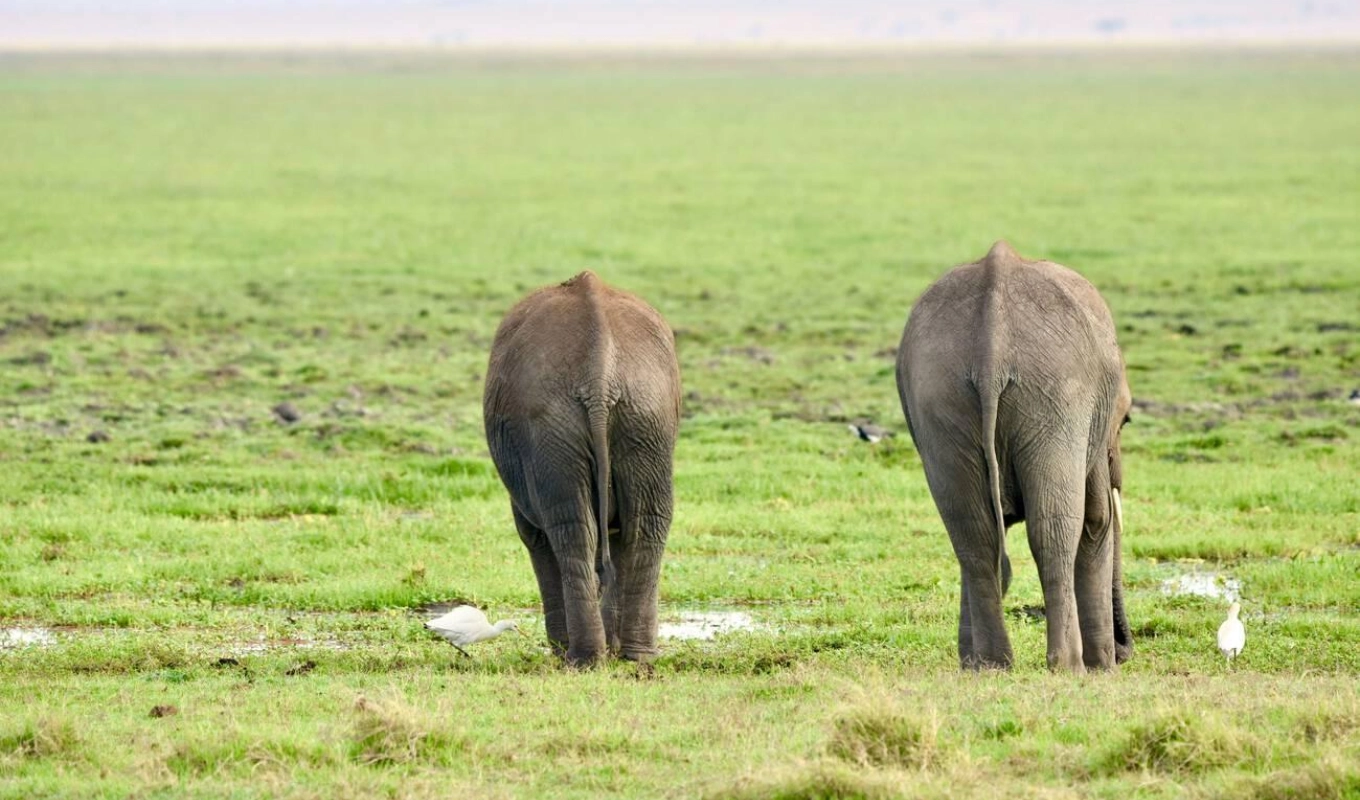 4 Days Tsavo And Amboseli Safari Wildlife