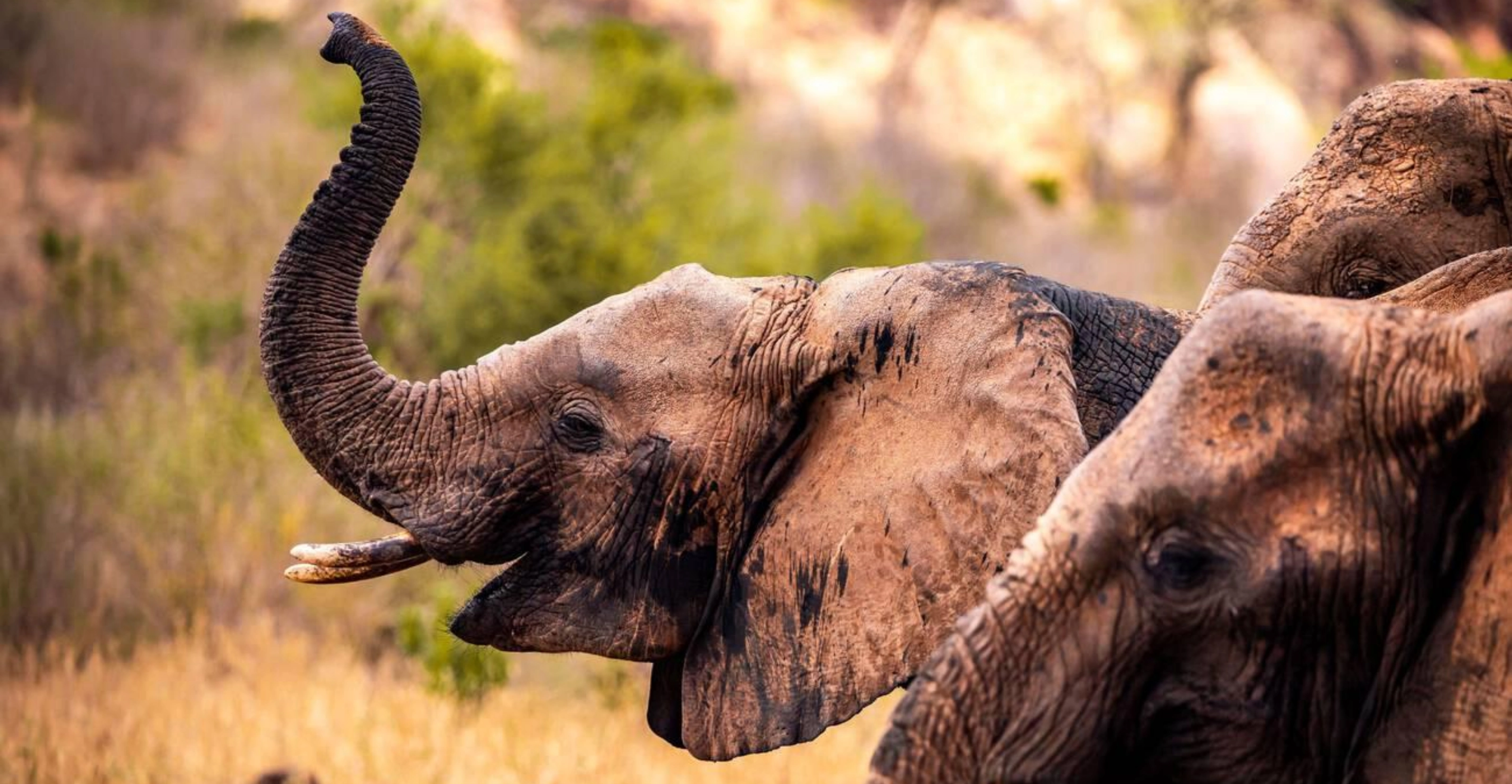 4 Days Tsavo And Amboseli Safari