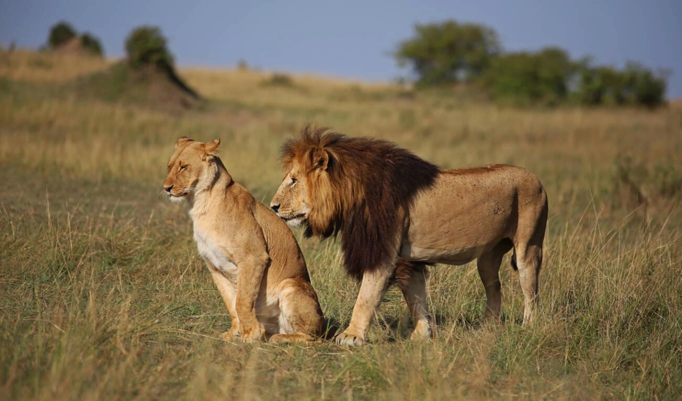 5 Days Amboseli And Masai Mara Safari Wildlife