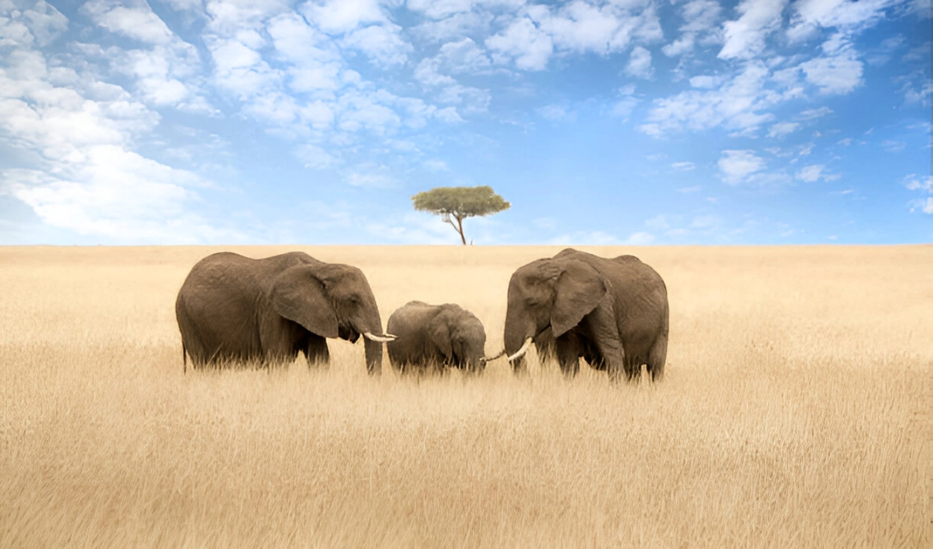 5 Days Amboseli And Masai Mara Safari Wildlife