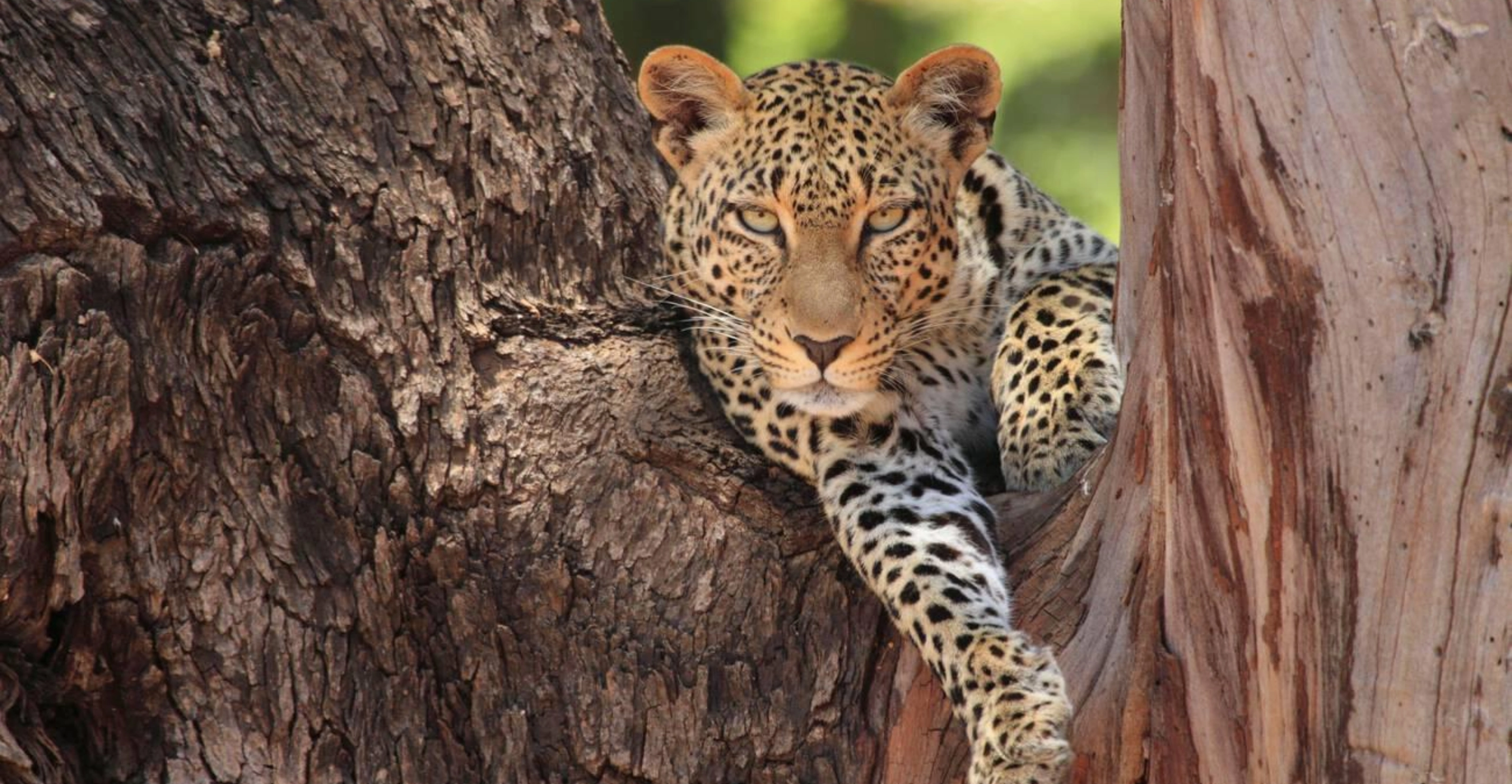 5 Days Amboseli And Masai Mara Safari