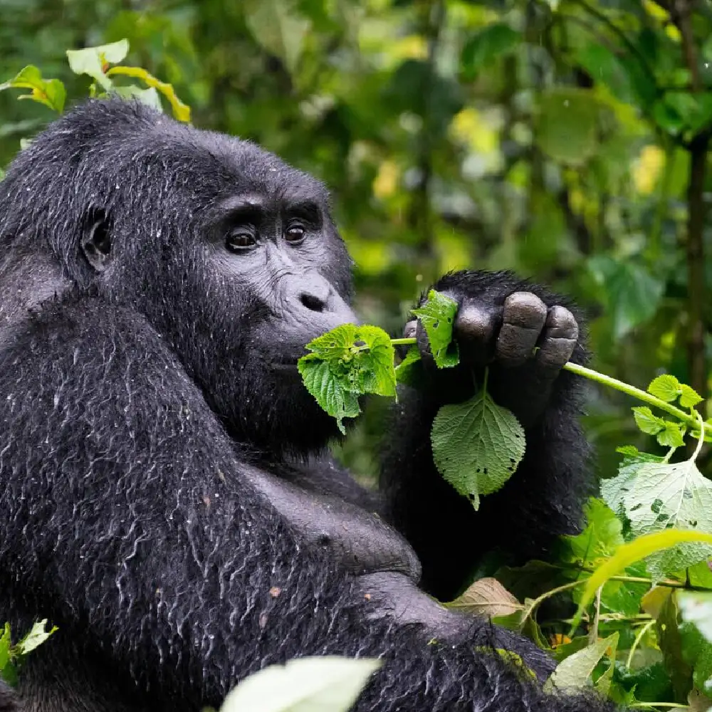 5 Days Bwindi Gorilla Trekking and Lake Bunyonyi Experience Attraction
