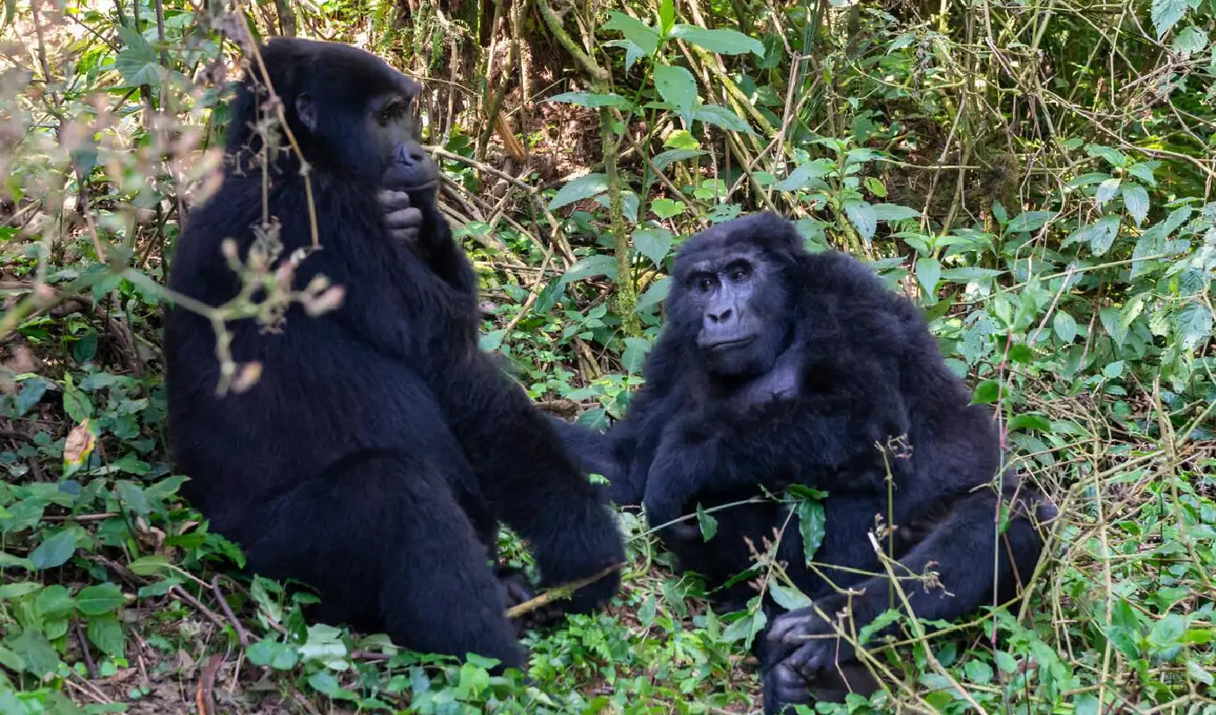 5 Days Bwindi Gorilla Trekking and Lake Bunyonyi Experience Gorilla Trekking