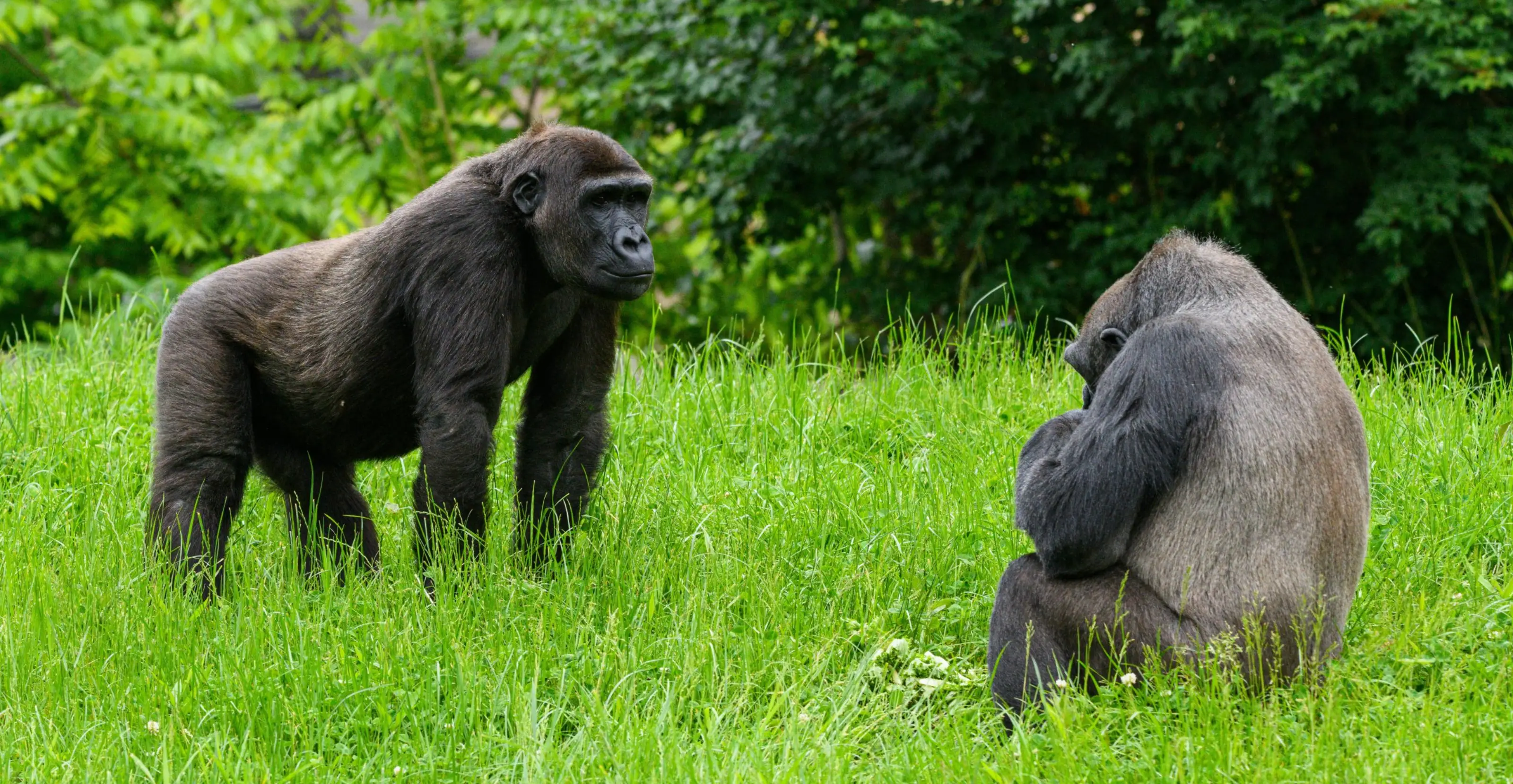5 Days Bwindi Gorilla Trekking and Lake Bunyonyi Experience