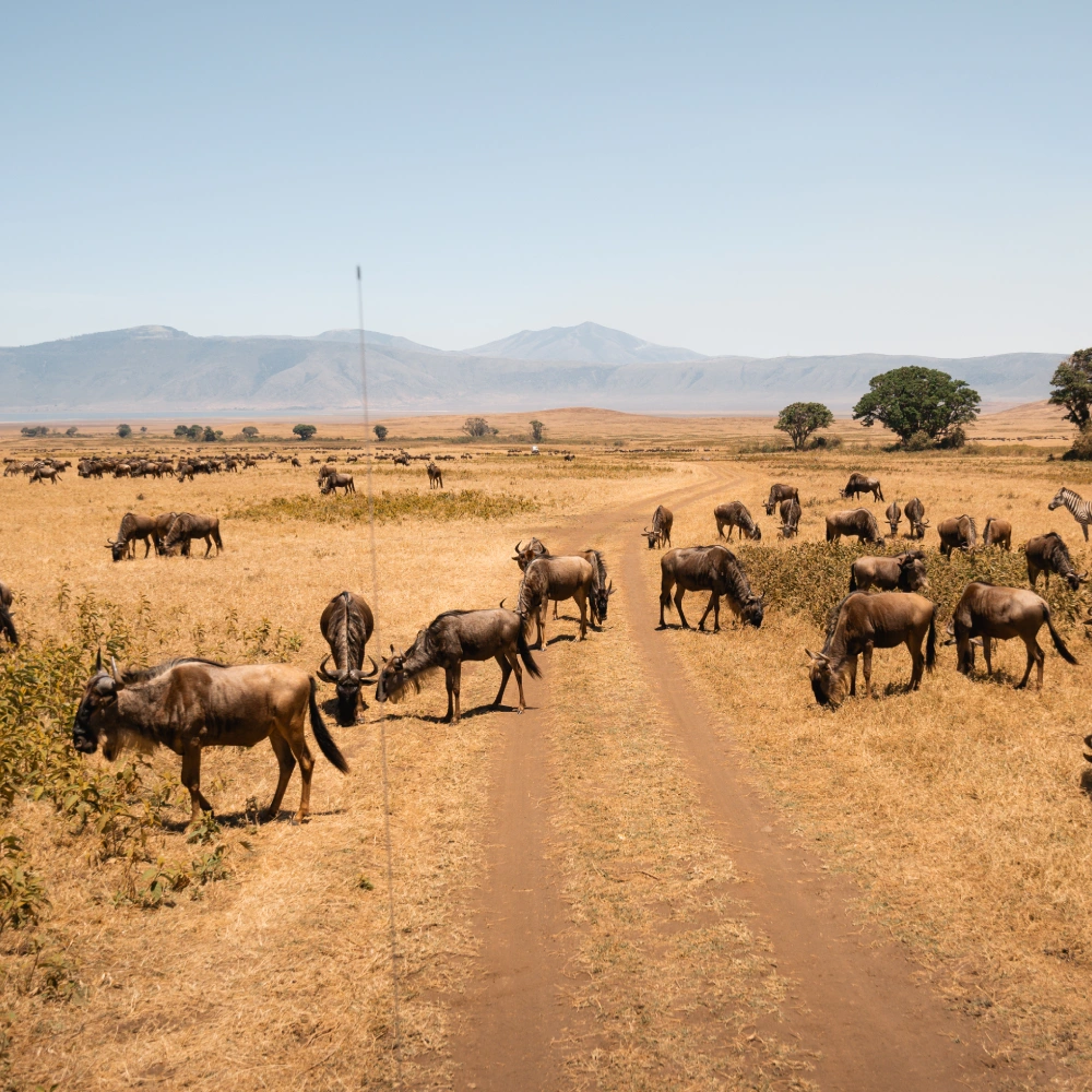 5 Days  Flying Safari To Masai Mara & Naboisho Conservancy  Attractions