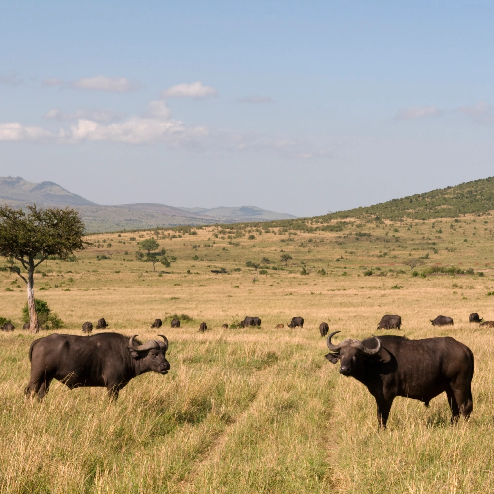 5 Days  Flying Safari To Masai Mara & Naboisho Conservancy  Attractions