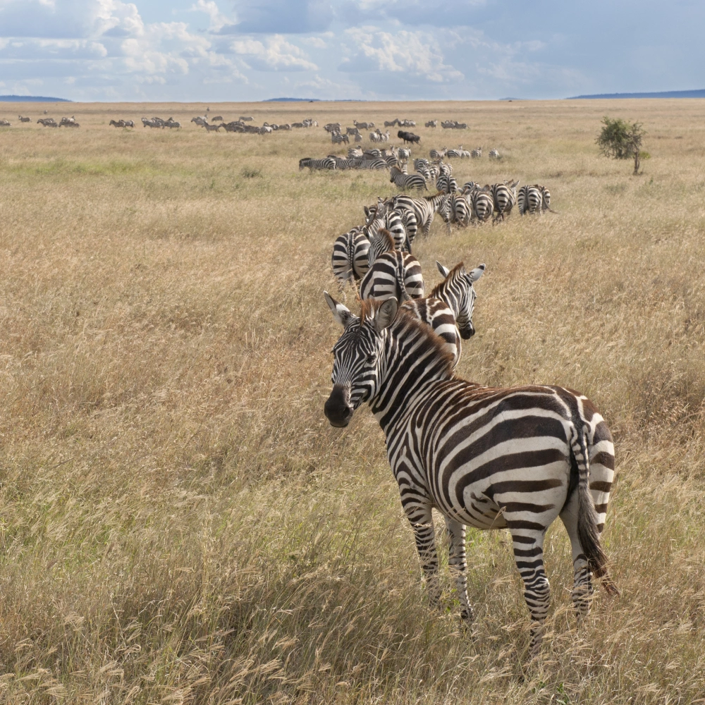 5 Days  Flying Safari To Masai Mara & Naboisho Conservancy  Attractions