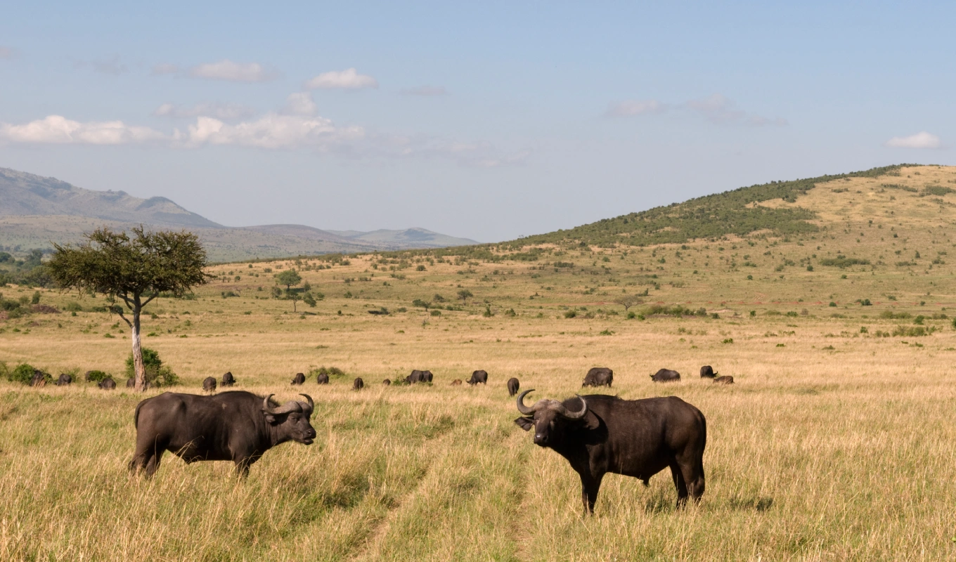 Naboisho Conservancy