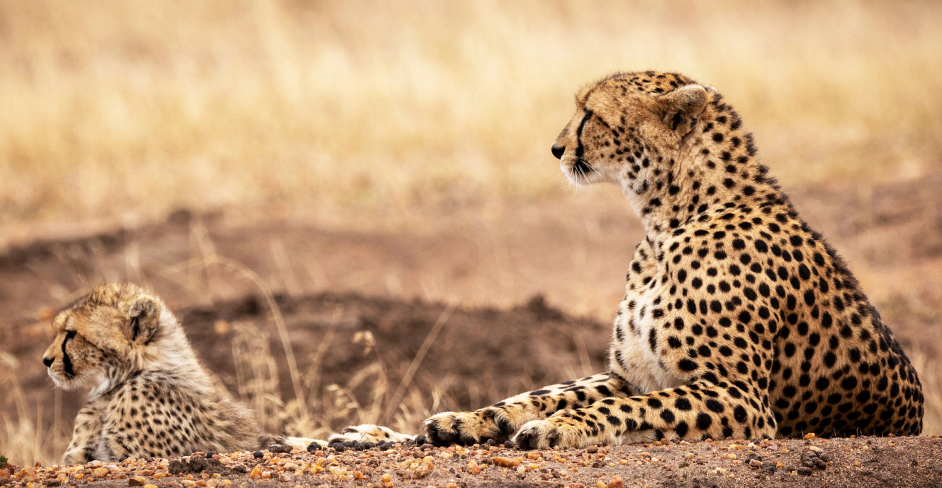 5 Days  Flying Safari To Masai Mara & Naboisho Conservancy 