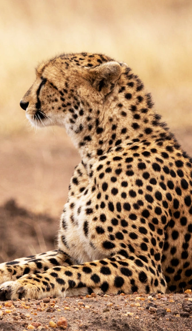 Flying Safari To Masai Mara