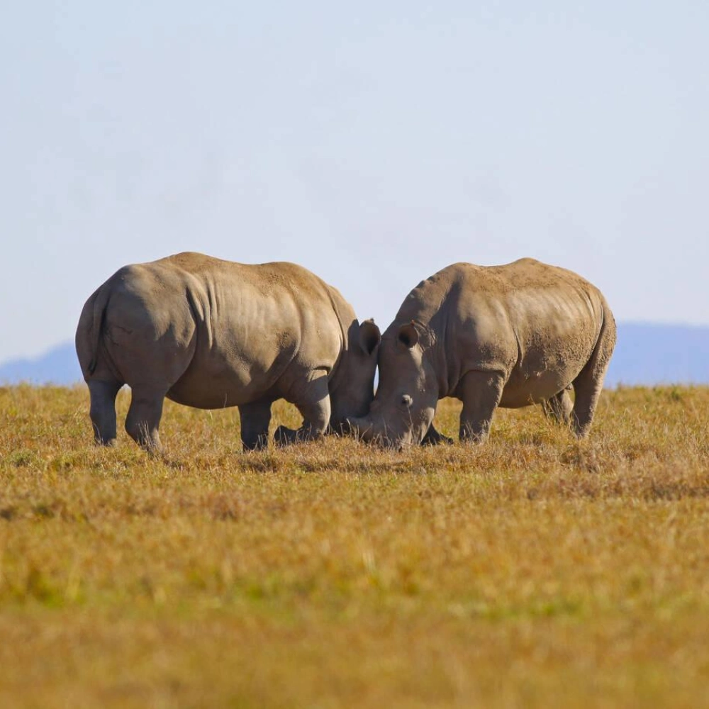 8 Days Kenyan Safari Splendor Attractions