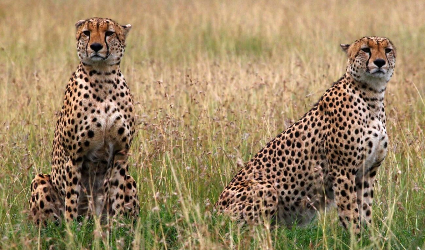 8 Days Kenyan Safari Splendor Wildlife
