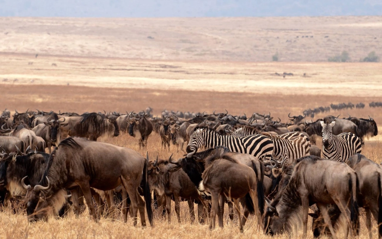 8 Days Kenyan Safari Splendor