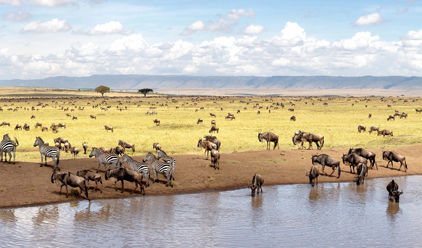 8 Days Kenyan Safari Splendor Wildlife