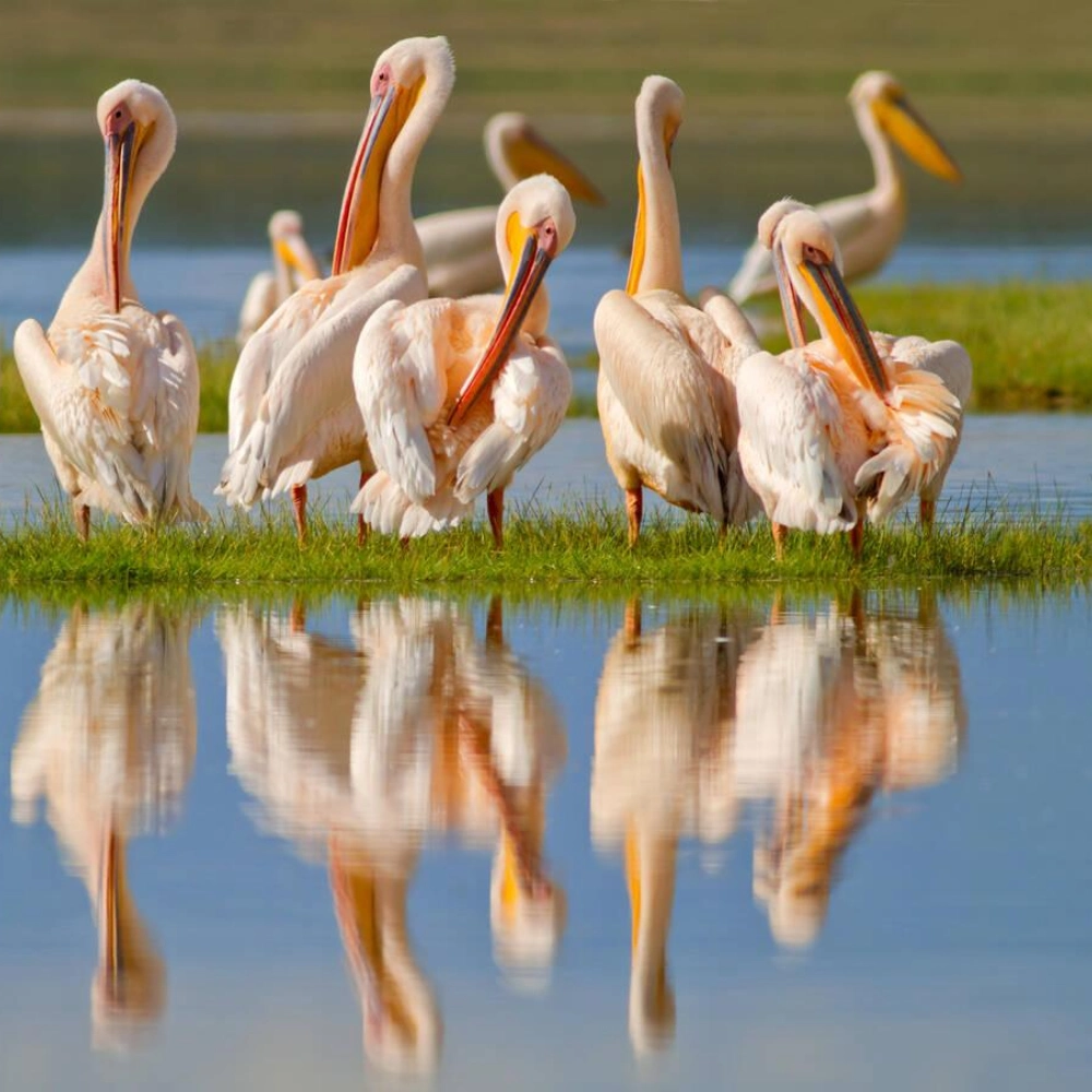 8 Days Kenyan Safari Splendor Attractions