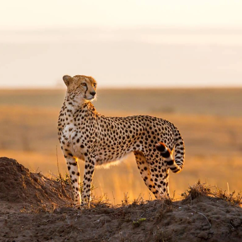 8 Days Kenyan Safari Splendor Attractions