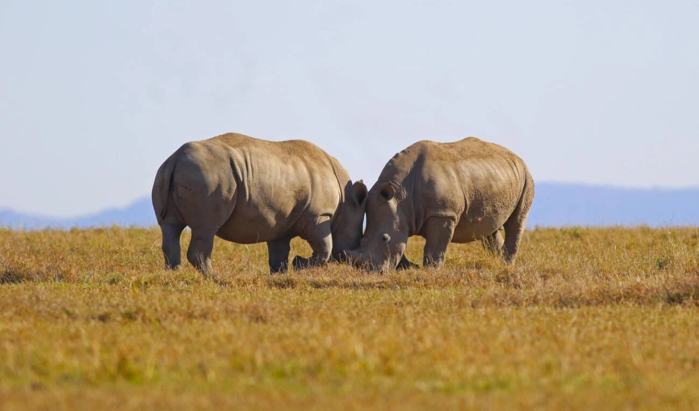 8 Days Kenyan Safari Splendor Wildlife