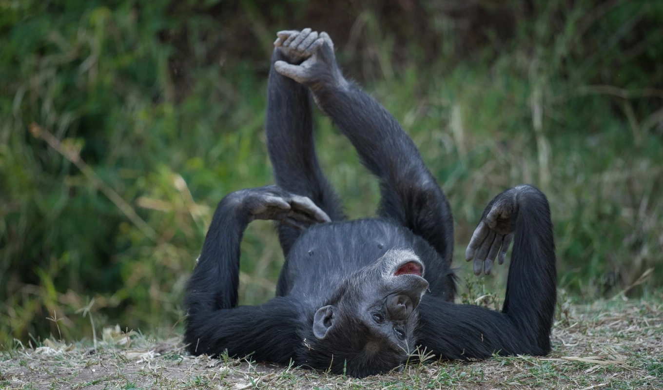 8 Days Kenyan Safari Splendor Wildlife