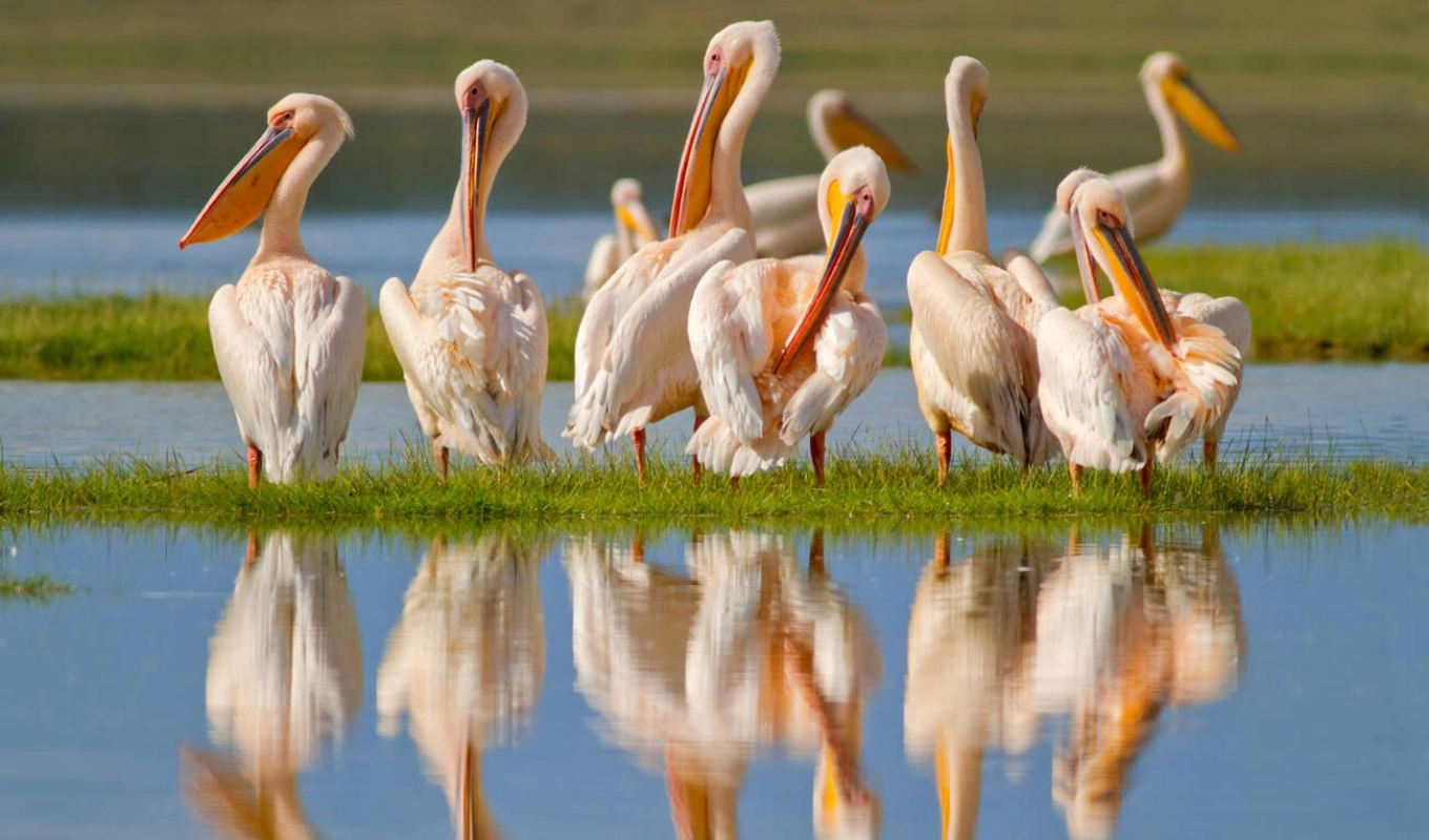 8 Days Kenyan Safari Splendor Wildlife