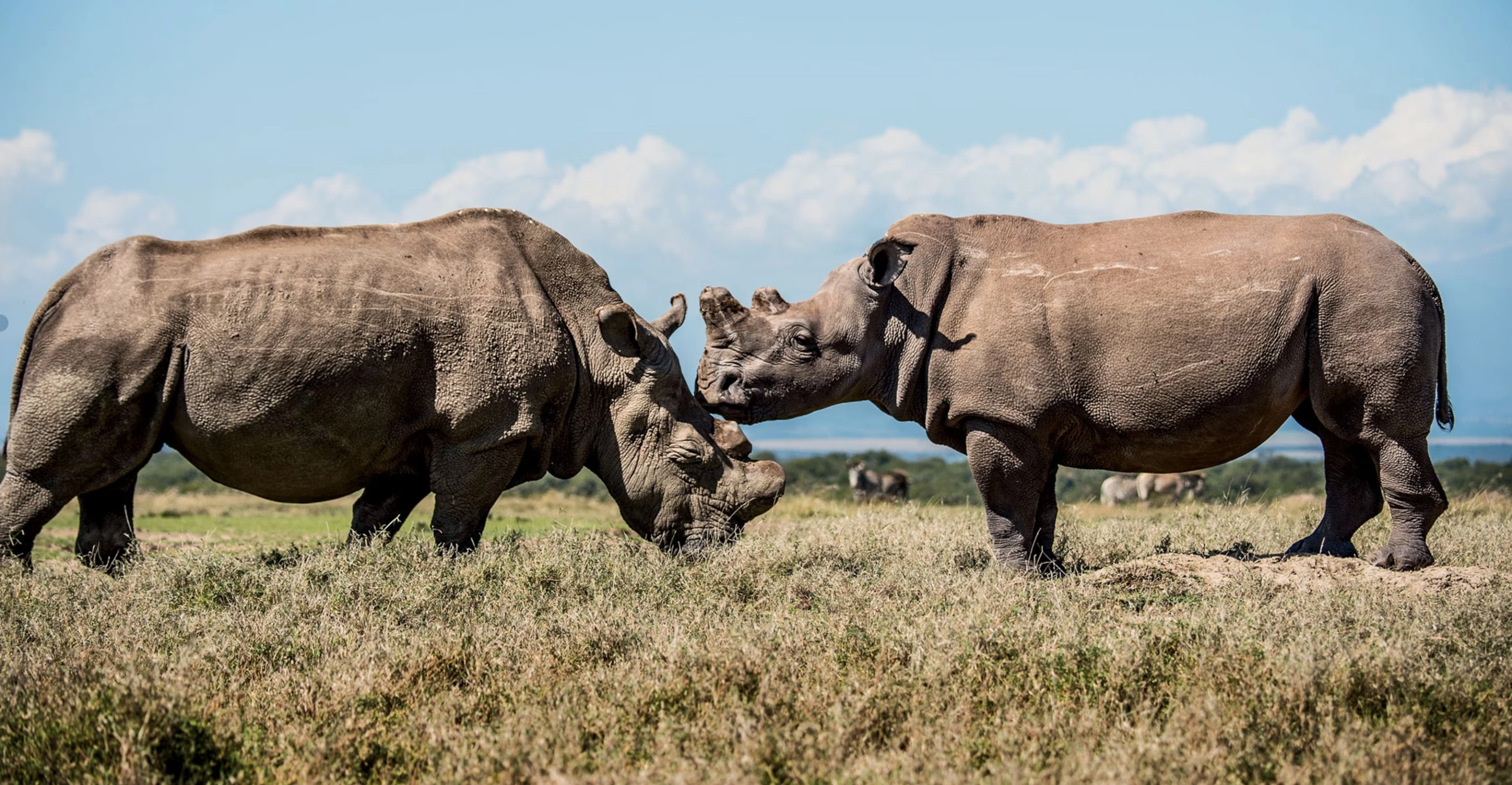 8 Days Kenyan Safari Splendor