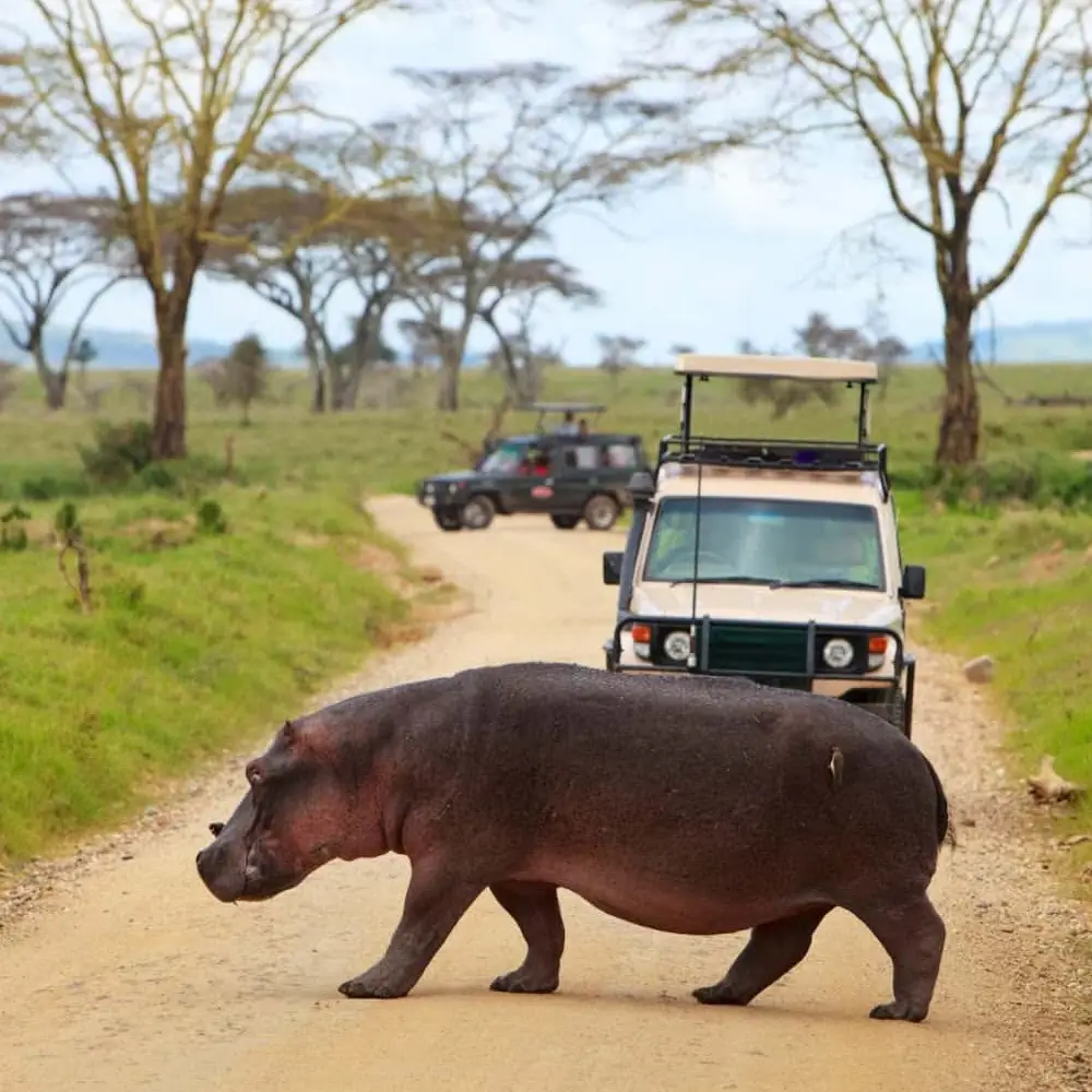 5 Days Melia Luxury Safari Trail