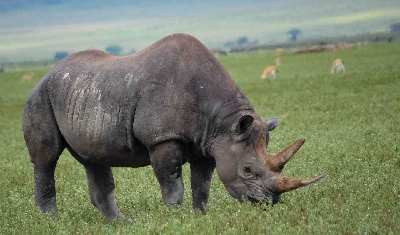 5 Days Melia Luxury Safari Trail Game Drive