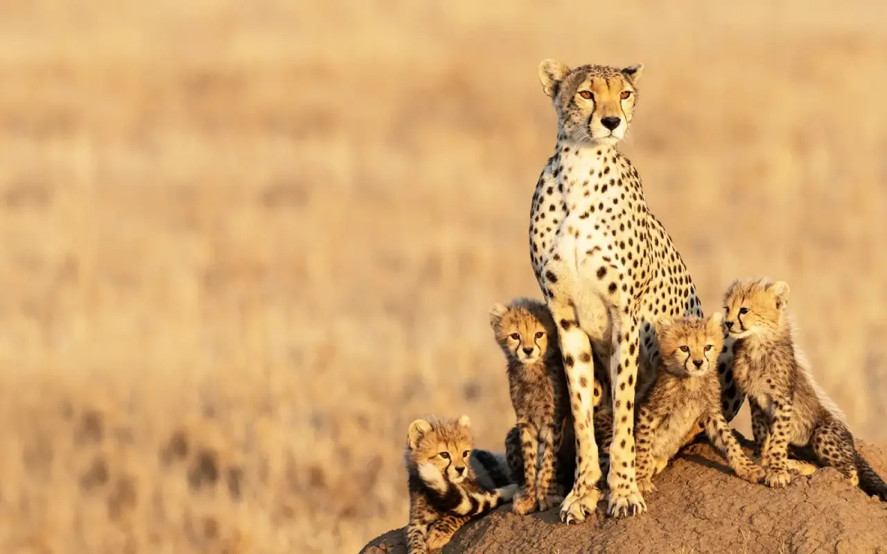 5 Days Melia Luxury Safari Trail Game Drive