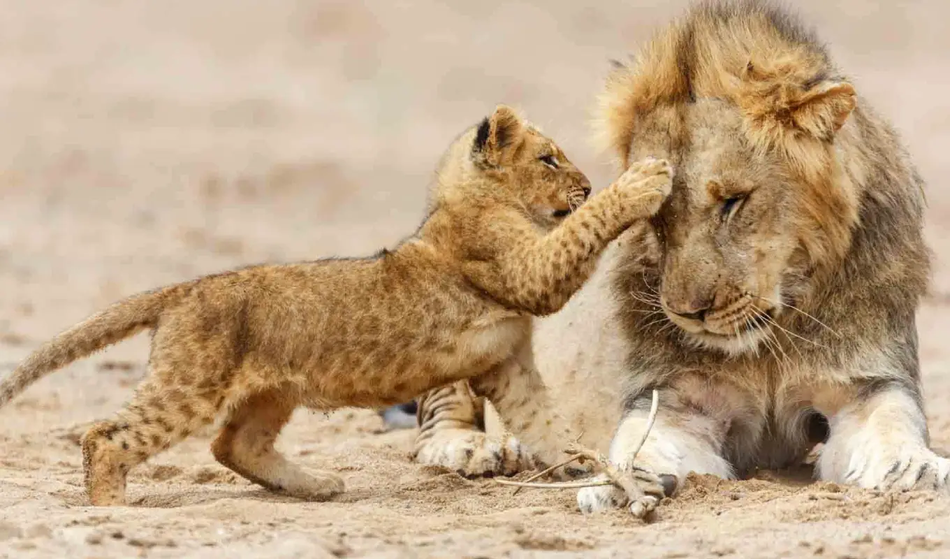 5 Days Melia Luxury Safari Trail Game Drive