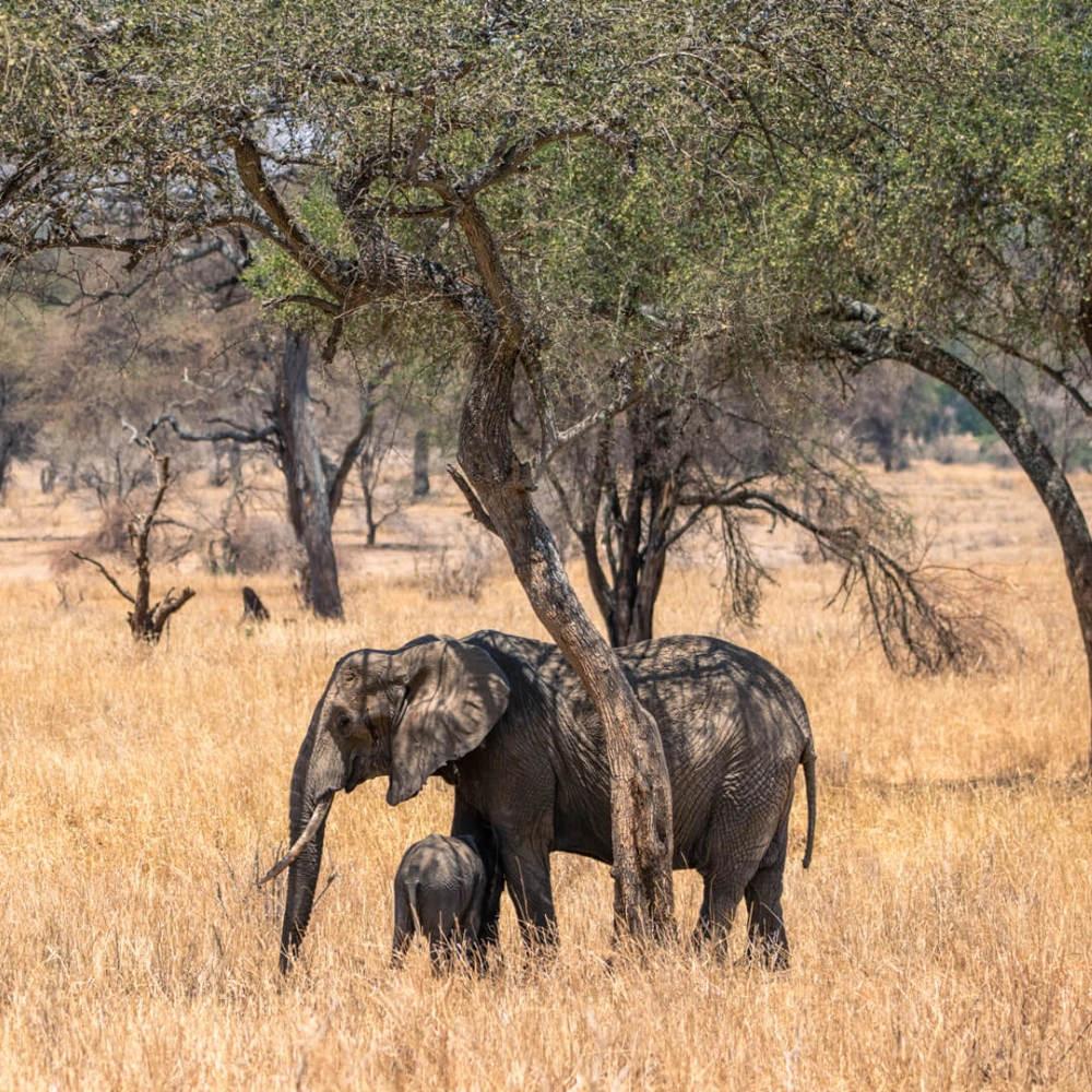 5 Days Northern Parks Safari Extension