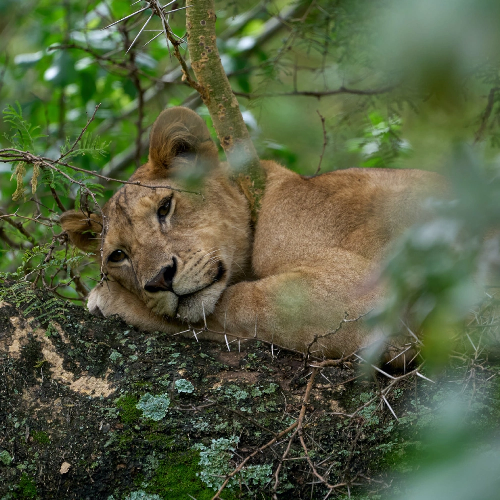 5 Days Northern Parks Safari Extension