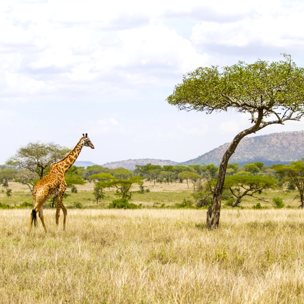 5 Days Out of Africa Luxury  safari  Attractions