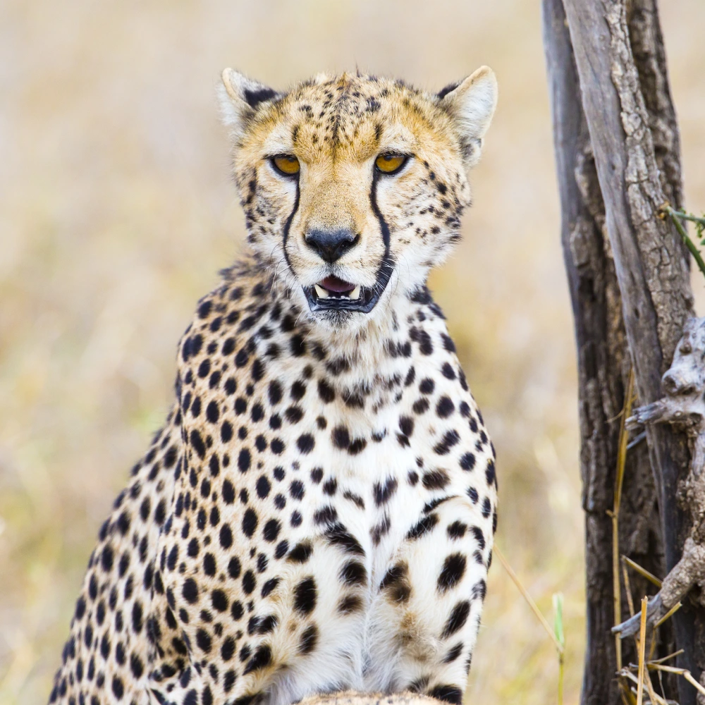 5 Days Out of Africa Luxury  safari  Attractions