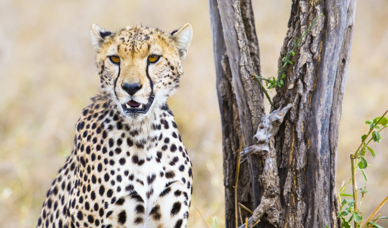 5 Days Out of Africa Luxury  safari 