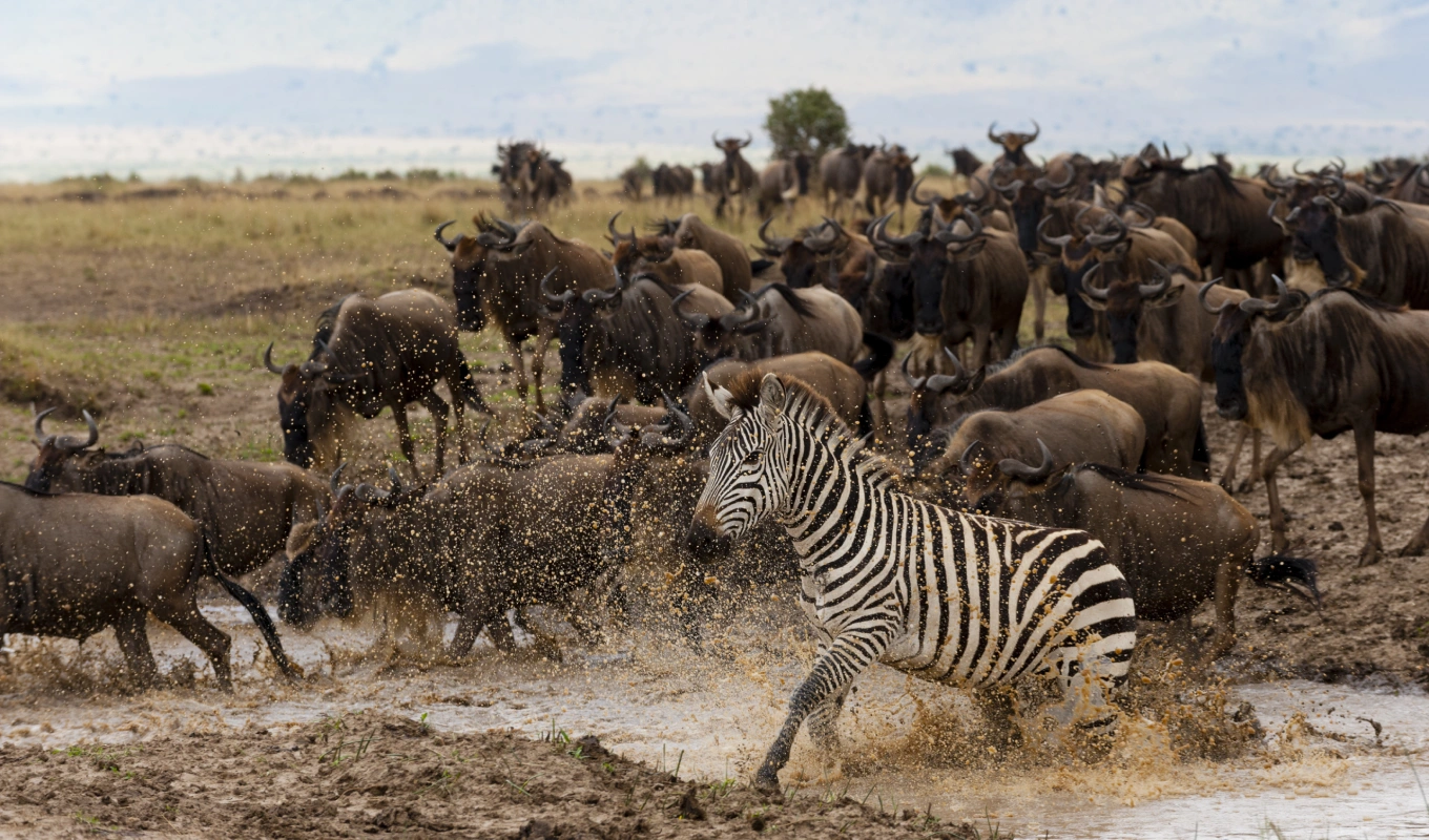 5 Days Out of Africa Luxury  safari 