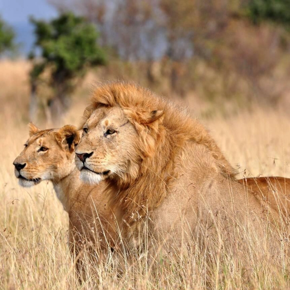 5 Days Rift Valley Lake Safari Attractions