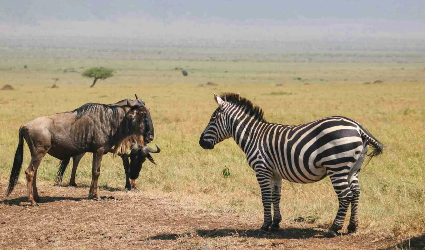 5 Days Rift Valley Lake Safari Wildlife