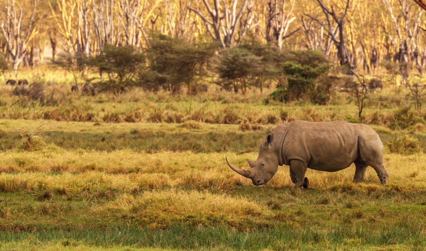 5 Days Rift Valley Lake Safari Wildlife