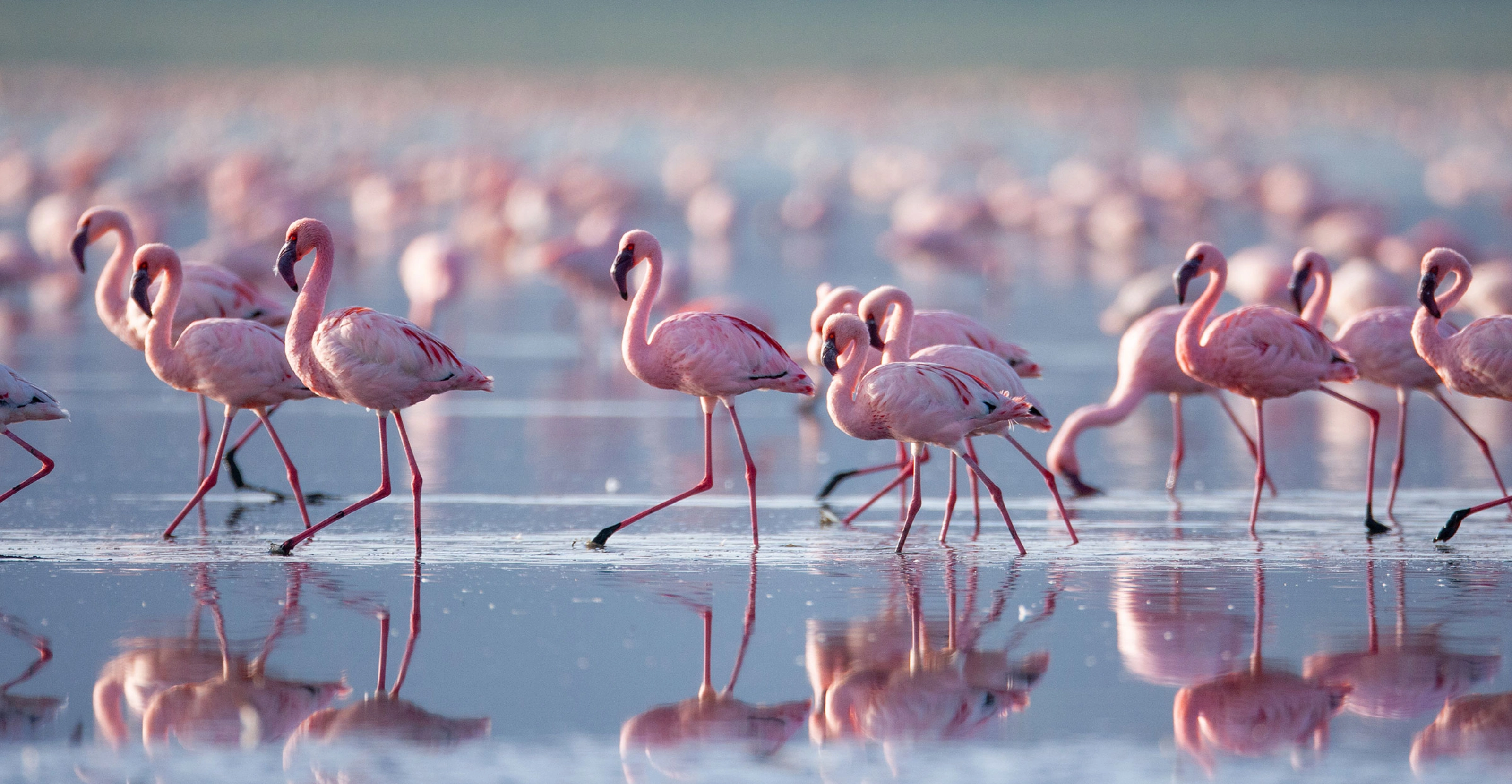 5 Days Rift Valley Lake Safari