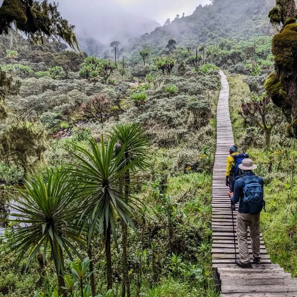 5 Days Rwenzori Mountain Hiking Adventure Attraction
