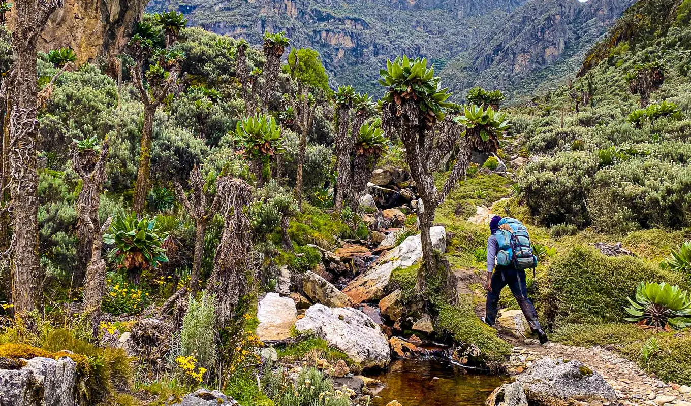 5 Days Rwenzori Mountain Hiking Adventure Mountain Hiking