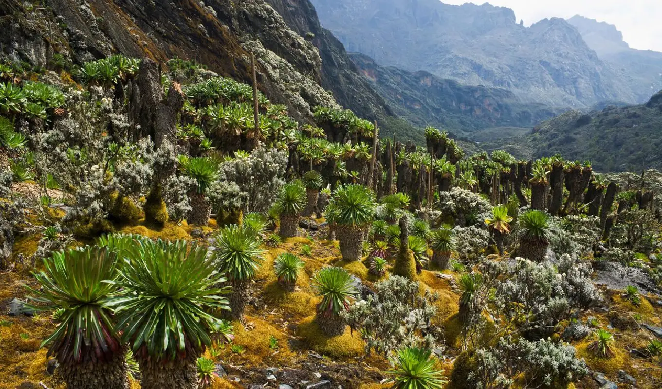 5 Days Rwenzori Mountain Hiking Adventure  Nature