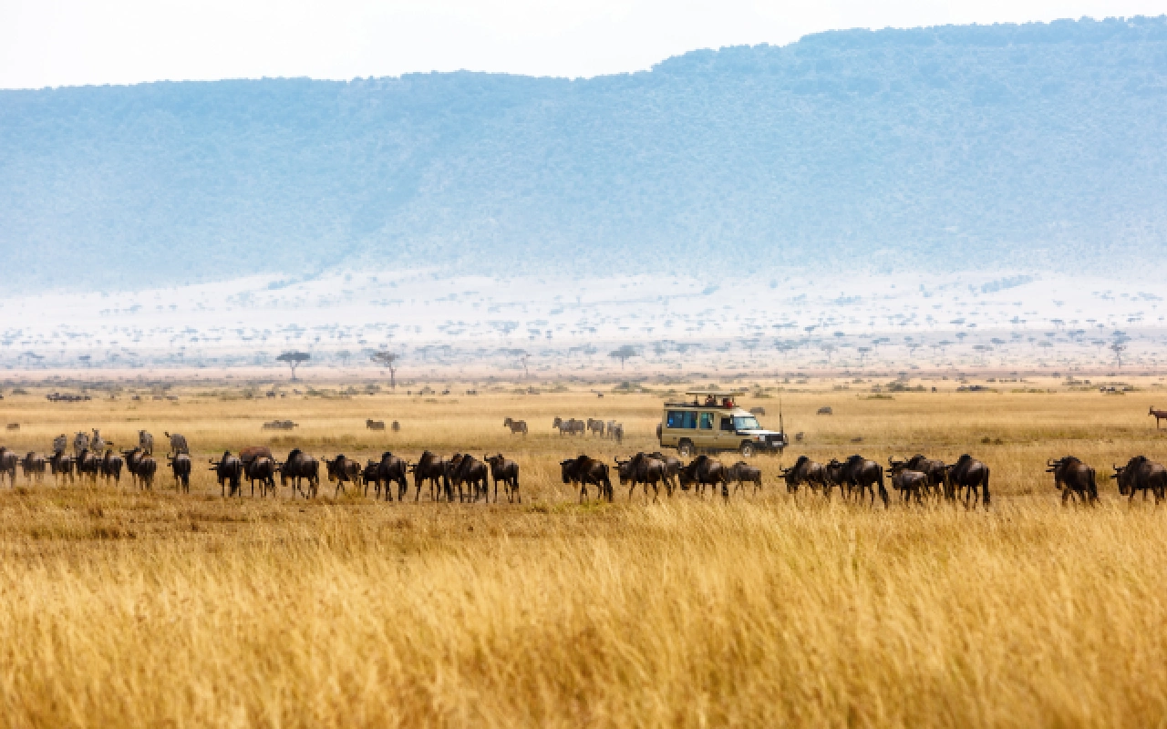 5 Days Tanzania Highlights Safari GameDrive